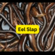 eel slap